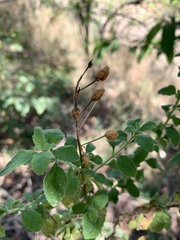 Jamesbrittenia grandiflora