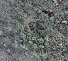 Euphorbia simulans
