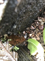 Erginulus subserialis