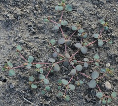 Euphorbia simulans