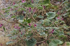 Proboscidea louisianica fragrans