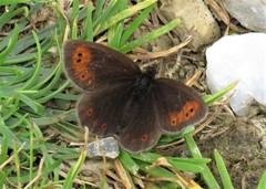 Erebia epiphron