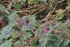 Proboscidea louisianica fragrans