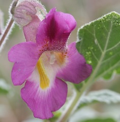 Proboscidea louisianica fragrans