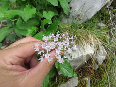 Valeriana pyrenaica