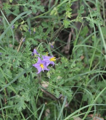 Solanum citrullifolium