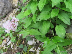 Valeriana pyrenaica