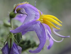 Solanum citrullifolium