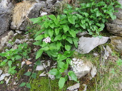 Valeriana pyrenaica