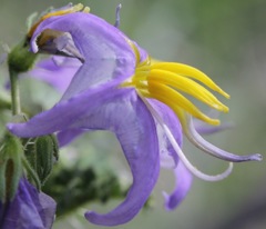 Solanum citrullifolium