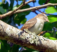 Gymnoris superciliaris