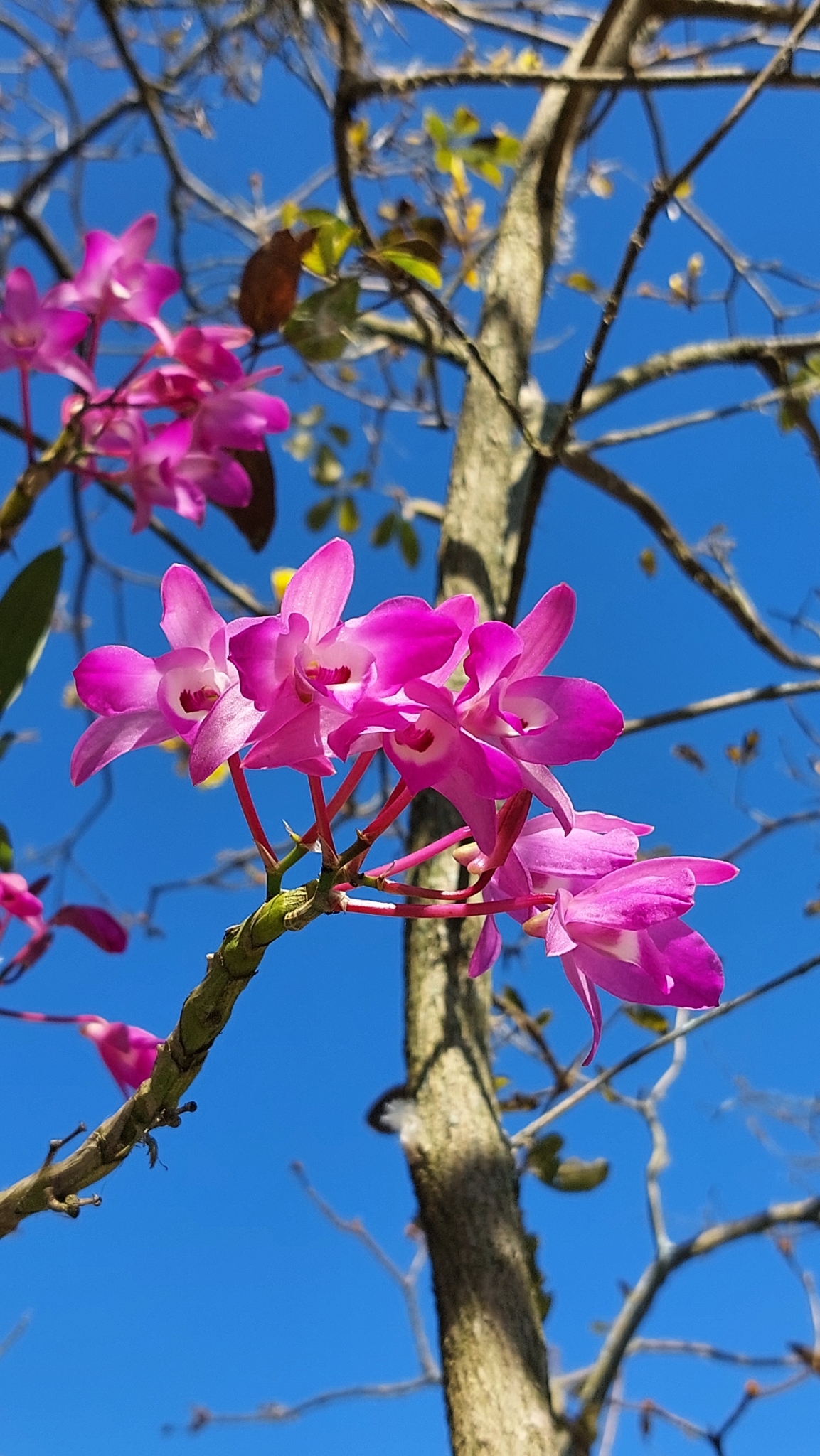 Dendrobium nobile