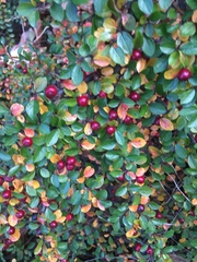 Cotoneaster divaricatus