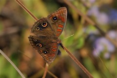 Junonia stemosa
