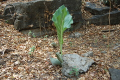 Synandrospadix vermitoxicus