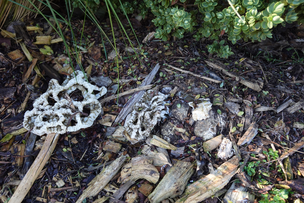 Ileodictyon cibarium · August 2025 · photo: © jon_sullivan (iNaturalist, cc-by)