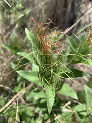 Acalypha punctata
