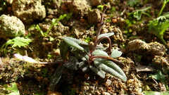 Spigelia genuflexa