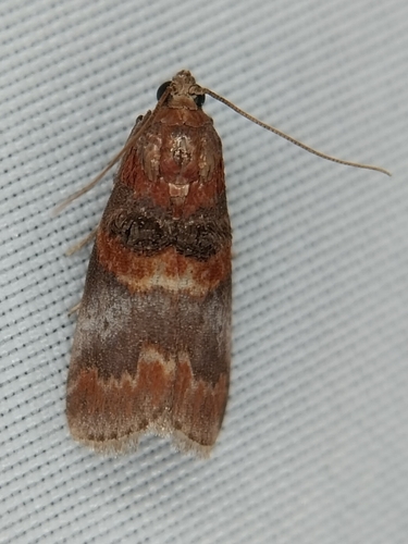 Hickory Leafstem Borer Moth photo 4