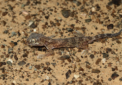Stenodactylus leptocosymbotes