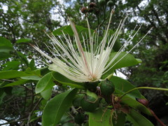 Capparis lucida