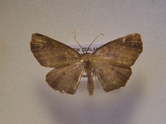 Xyridacma ustaria