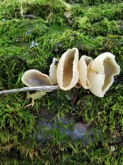 Peziza silvestris