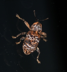 Orthorhinus