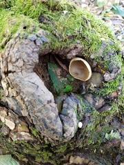 Peziza silvestris