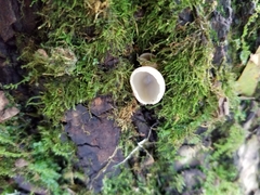Peziza silvestris