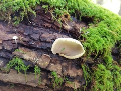 Peziza silvestris