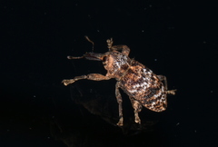 Orthorhinus