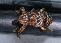 Orthorhinus