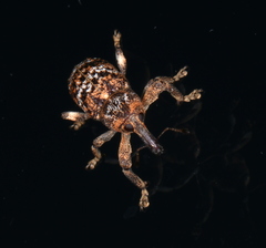 Orthorhinus