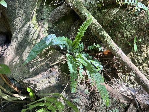 Asplenium normale iNat (1)