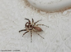 Chira gounellei