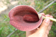 Synandrospadix vermitoxicus