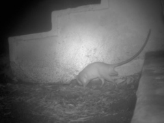 Cricetomys gambianus
