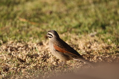 Emberiza capensis