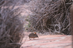 Elephantulus edwardii