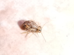 Sminthurus hispanicus