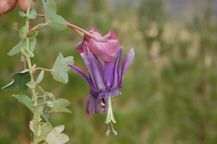 Passiflora umbilicata