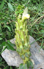 Dimerocostus argenteus