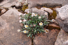 Erigeron lanceolatus
