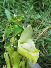 Dimerocostus argenteus