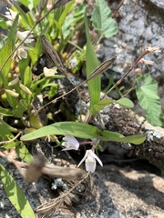 Polystachya ottoniana