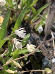 Polystachya ottoniana