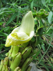 Dimerocostus argenteus