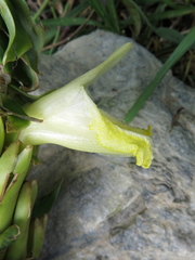 Dimerocostus argenteus