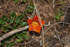 Philibertia lysimachioides